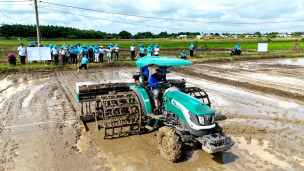 Sạ hàng kết hợp vùi phân nâng cao năng suất, bảo vệ môi trường