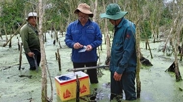 300 ha rừng tràm U Minh Hạ suy thoái, khẩn trương tìm giải pháp phục hồi