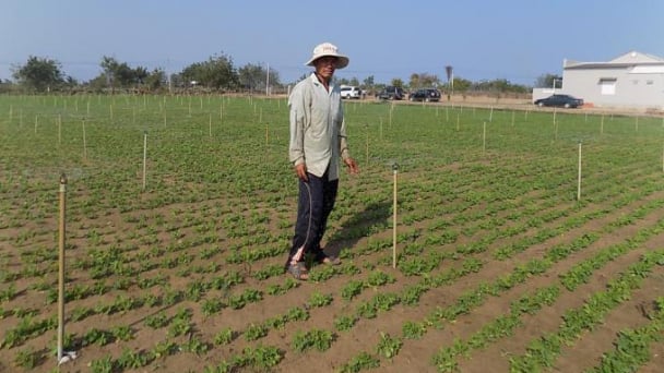 Nam Trung bộ đẩy nhanh chuyển đổi cây trồng trong vụ hè thu