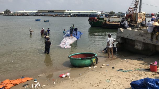 Cá voi dài hơn 15m bị chết được đưa vào bờ