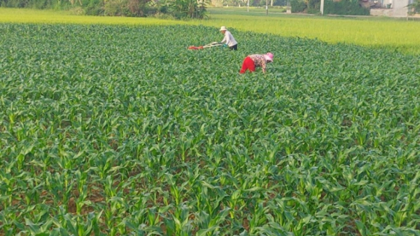 Chuyển hơn 2.000 ha đất lúa sang cây trồng có giá trị cao