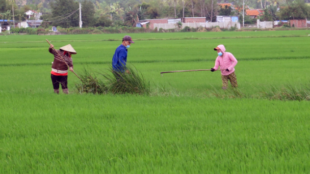 Không lơ là đồng ruộng