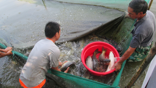 Phát triển các mô hình nuôi trồng thủy sản