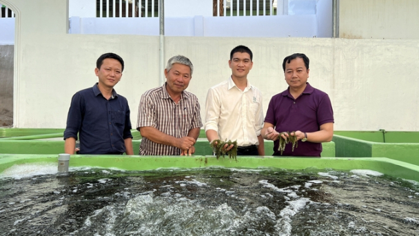 DT Group và chiến lược khai thác ‘mỏ vàng’ rong nho