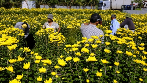 Hoa cúc Ninh Giang cháy hàng