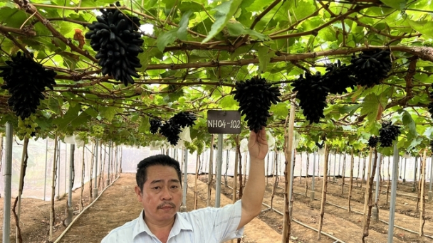 Cơ hội làm giàu cho người nông dân từ giống nho chất lượng cao NH04-102