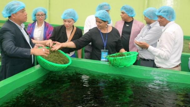 Rong nho đầy tiềm năng xuất sang thị trường Ấn Độ