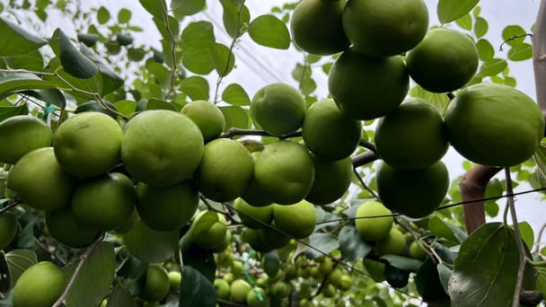 Giống táo bom TN 05 được phép phát triển sản xuất tại Nam Trung bộ