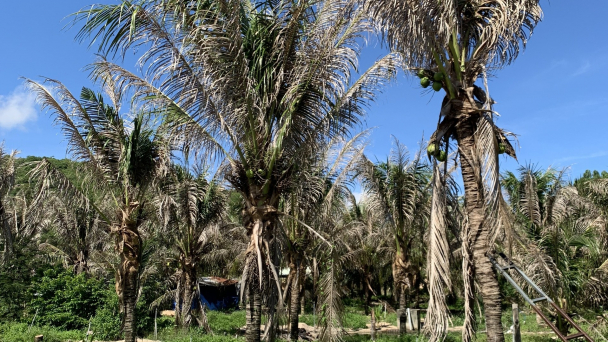Phòng trừ sâu đầu đen phá rụi dừa