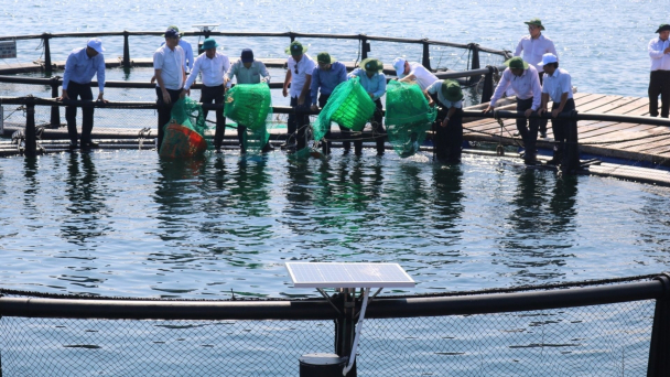 Giải pháp cho người dân nuôi biển [Bài 2]: 5 hành động chuyển đổi mô hình