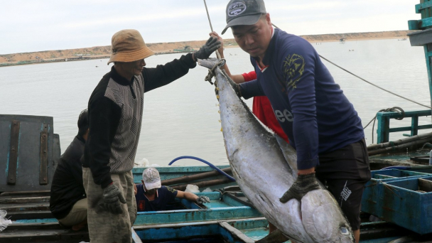 Tàu đánh cá ngừ xuyên Tết trúng đậm