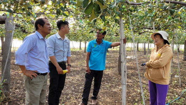 Trồng táo VietGAP, lãi 340 triệu đồng/ha