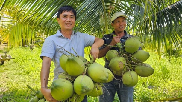 6 năm cải tạo đất cằn, vườn dừa hữu cơ đã xanh mướt