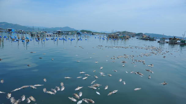 Khẩn trương khử trùng nước khu vực có tôm hùm, cá biển bị chết