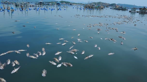 Cá biển lại chết hàng loạt