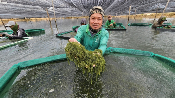 Liên kết khai thác 'mỏ vàng' rong nho