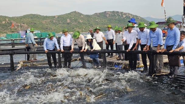 Gỡ 9 nút thắt cho nuôi biển công nghệ cao