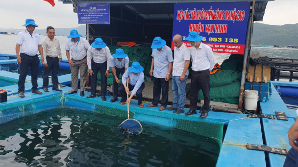 Bước tiến mới trong nuôi biển ở Khánh Hòa