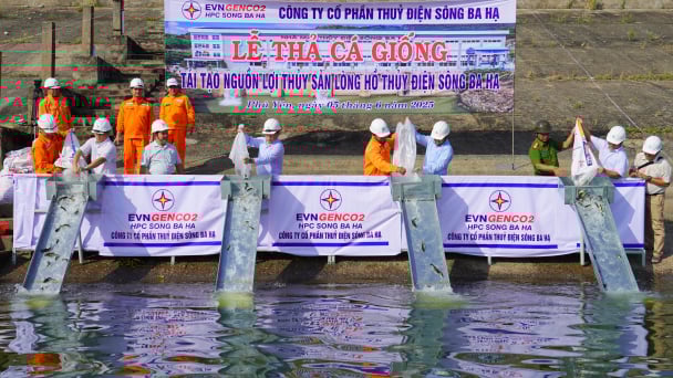 Thủy điện Sông Ba Hạ thả cá giống tái tạo nguồn lợi thủy sản