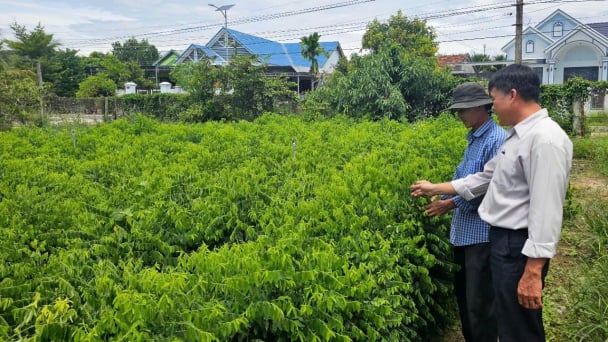 Trồng rau ngót theo hướng hữu cơ, thu nhập trăm triệu mỗi năm