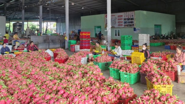 Đề xuất đàm phán Hoa Kỳ chấp nhận thanh long xử lý bằng nhiệt