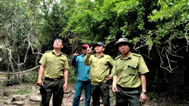 Khánh Hòa tăng tốc điều tra rừng sau sắp xếp đơn vị hành chính