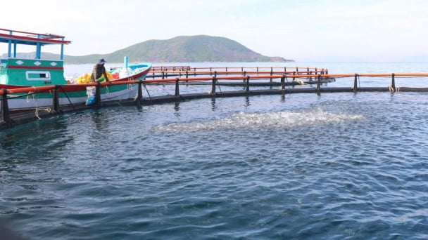 Khánh Hòa hỗ trợ ngư dân chuyển đổi lồng bè nuôi biển thân thiện môi trường