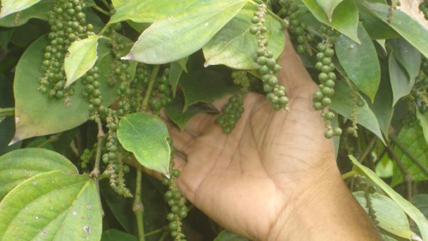 Hồ tiêu bị kẹt ở Nepal: Chỉ còn 9-10 ngày để giải cứu