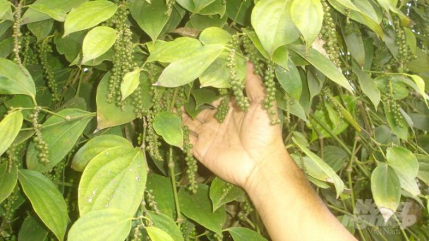 Hồ tiêu bị kẹt tại Nepal đã có thể tái xuất về nước