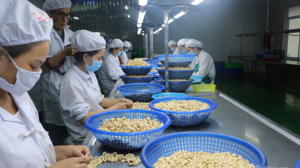 Hạt điều giả mạo hạt điều Bình Phước bán tràn lan trên mạng