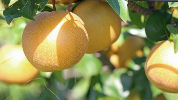 Nhiều loại rau quả Trung Quốc trong nhóm nguy cơ rủi ro rất cao