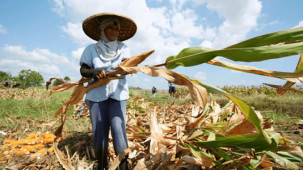 Ngô biến đổi gen giúp hàng trăm ngàn nông hộ Philippines tăng thu nhập