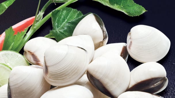 Xuất khẩu nghêu vẫn tăng mạnh trong tháng 8