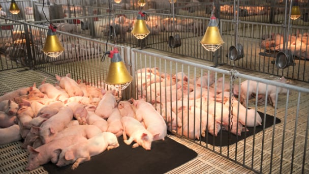 Phát triển chăn nuôi tại Tây Ninh: Doanh nghiệp chú trọng hiệu quả và bền vững