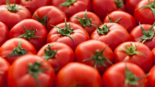 Cà chua chỉnh sửa gen được kinh doanh ở Nhật, giá 500.000 đồng/kg