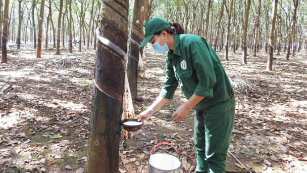 Bàn giao doanh nghiệp cổ phần hóa sang công ty cổ phần tại VRG