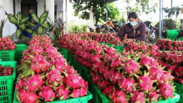 Doanh nghiệp Ấn Độ muốn chế biến thực phẩm ở Việt Nam để xuất về Ấn