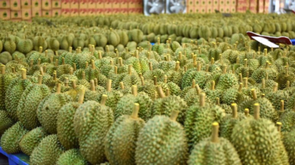 Trái cây Thái Lan cũng tắc đường sang Trung Quốc