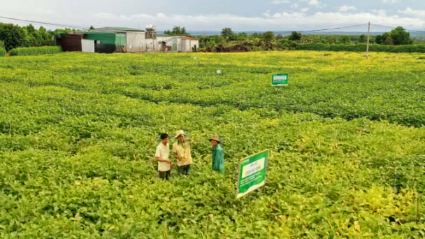 Khảo nghiệm hơn 1.500 nguồn gen đậu nành để phát triển vùng nguyên liệu