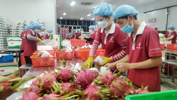 Hoàng Phát Fruit chính thức chia sẻ bản quyền giống thanh long ruột đỏ LĐ1