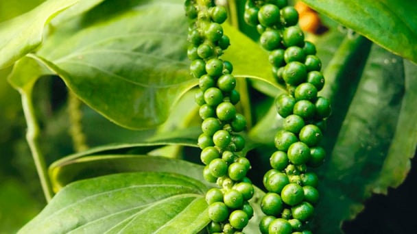 Vẫn phát hiện chất cấm trên hạt tiêu