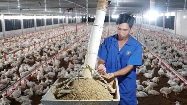 Khoa học công nghệ đưa chăn nuôi Việt Nam nhanh chóng bứt tốc