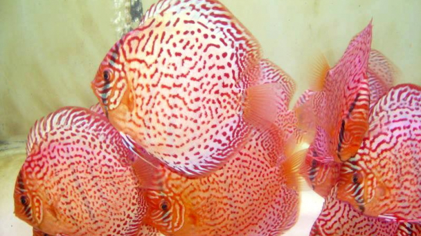 Bình Dương chủ động phòng, chống dịch bệnh thủy sản