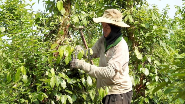 Đẩy mạnh xuất khẩu nông sản: [Bài 4] Thị trường thuận lợi, giá hạt tiêu sẽ ở mức cao