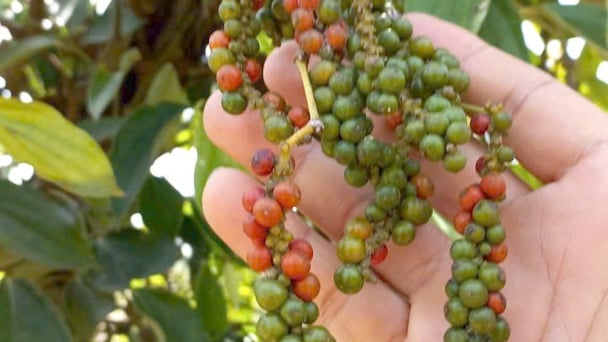 Chủ động thị trường để duy trì xuất khẩu hạt tiêu