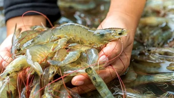 Renewable energy significantly reduces carbon emissions in whiteleg shrimp farming