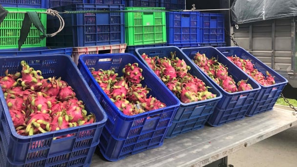 For Vietnamese fruits to access export opportunities