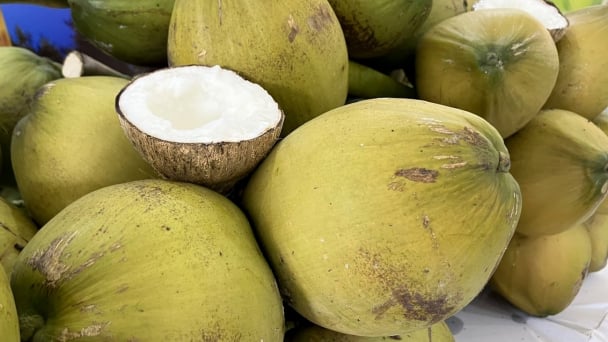 Coconut exports grow over 20% in the first half of the year