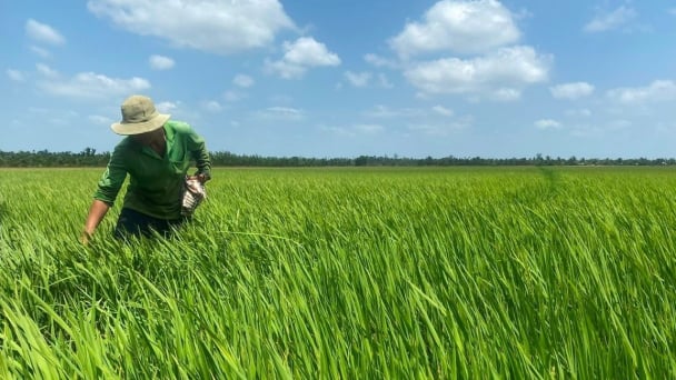 Sóc Trăng: Công trình xây dựng không quá 0,1% diện tích đất trồng lúa