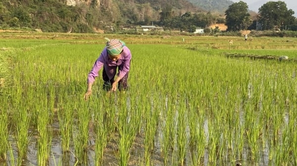 Lai Châu ưu tiên bảo vệ, giữ đất trồng lúa